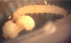 Attēlu rezultāti vaicājumam “Korynetes caeruleus”