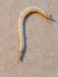 Attēlu rezultāti vaicājumam “Therevidae larva”