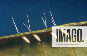 Attēlu rezultāti vaicājumam “Nepa cinerea imago”