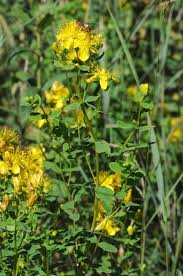 Attēlu rezultāti vaicājumam “Hypericum maculatum”