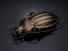 Attēlu rezultāti vaicājumam “Carabus cancellatus”