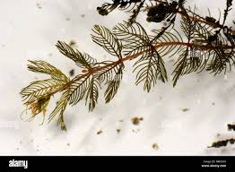 Attēlu rezultāti vaicājumam “Myriophyllum spicatum”