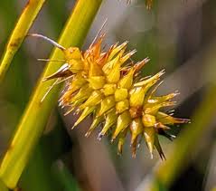 Attēlu rezultāti vaicājumam “Carex pseudocyperus”