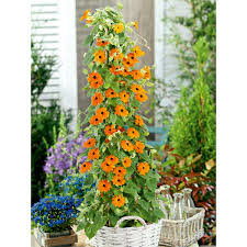 Image result for schwarzäugige Susanne