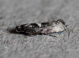 Attēlu rezultāti vaicājumam “Acrolepiopsis assectella”