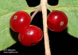 Attēlu rezultāti vaicājumam “Lonicera xylosteum fruit”
