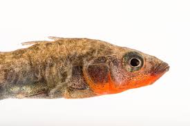 Attēlu rezultāti vaicājumam “Gasterosteus aculeatus”