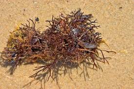 Attēlu rezultāti vaicājumam “Furcellaria lumbricalis”