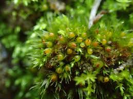 Attēlu rezultāti vaicājumam “Tortula lingulata macro”