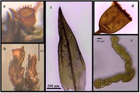 Attēlu rezultāti vaicājumam “Dicranella crispa”