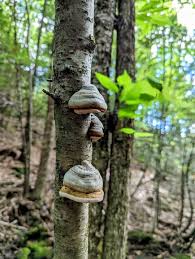 Attēlu rezultāti vaicājumam “Amaurochaete fusiformis”