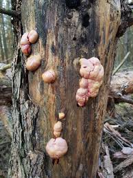 Attēlu rezultāti vaicājumam “Amaurochaete sp.”