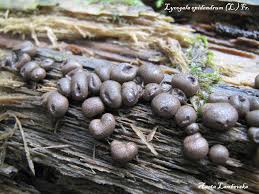 Attēlu rezultāti vaicājumam “Lycogala fuscoolearium sessile”