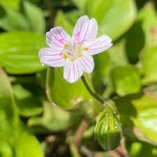 Attēlu rezultāti vaicājumam “Claytonia sibirica flower”