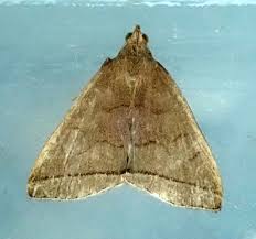 Attēlu rezultāti vaicājumam “Zanclognatha tarsipennalis”