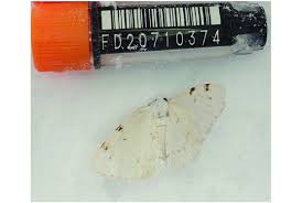 Attēlu rezultāti vaicājumam “Lomographa bimaculata”