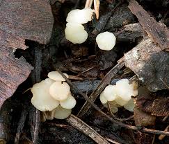 Attēlu rezultāti vaicājumam “Hymenoscyphus fraxineus”