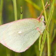 Attēlu rezultāti vaicājumam “Colias palaeno”