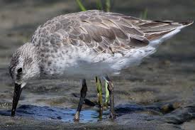 Attēlu rezultāti vaicājumam “Calidris canutus”