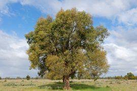 Attēlu rezultāti vaicājumam “Didymodon rigidulus sporophyte”