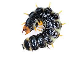 Attēlu rezultāti vaicājumam “Ceruchus chrysomelinus larva”