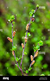 Attēlu rezultāti vaicājumam “Betula humilis”