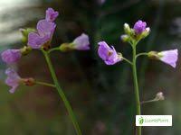 Attēlu rezultāti vaicājumam “Cardaminopsis arenosa leaf”