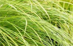 Attēlu rezultāti vaicājumam “Carex scandinavica”