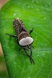 Attēlu rezultāti vaicājumam “Tabanidae”