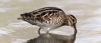 Attēlu rezultāti vaicājumam “Gallinago gallinago”