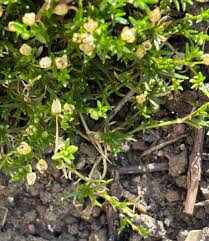 Attēlu rezultāti vaicājumam “Sagina procumbens fruit”