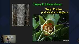 Attēlu rezultāti vaicājumam “Liriodendron tulipifera fruit”