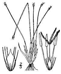 Attēlu rezultāti vaicājumam “Trichophorum cespitosum fruit”