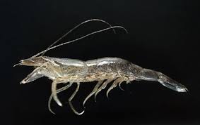 Attēlu rezultāti vaicājumam “Crangon crangon”