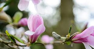 Attēlu rezultāti vaicājumam “Magnolia x loebneri flower”