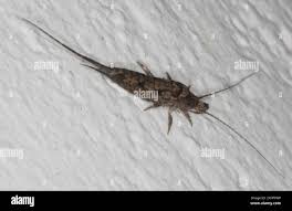 Attēlu rezultāti vaicājumam “Machilidae”