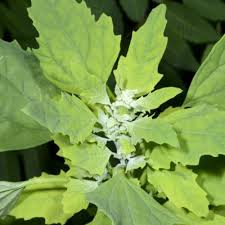 Attēlu rezultāti vaicājumam “Chenopodium acerifolium leaf”
