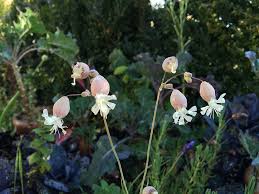 Attēlu rezultāti vaicājumam “Silene vulgaris flower”