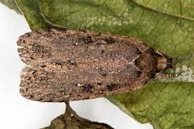 Attēlu rezultāti vaicājumam “Agonopterix ciliella”