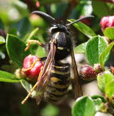 Attēlu rezultāti vaicājumam “Vespula rufa”