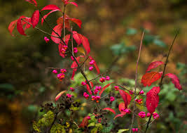Attēlu rezultāti vaicājumam “Euonymus europaeus leaf”