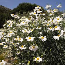 Image result for Romneya coulteri