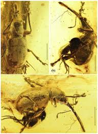 Image result for Coleoptera Curculionoidea