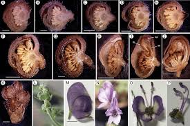 Attēlu rezultāti vaicājumam “Aconitum napellus bud”