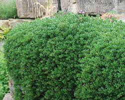 Attēlu rezultāti vaicājumam “Arctostaphylos uva-ursi”