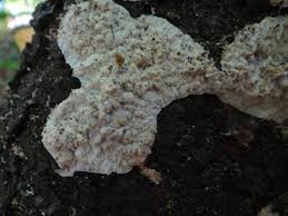 Attēlu rezultāti vaicājumam “Phlebiopsis gigantea”