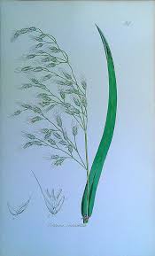 Attēlu rezultāti vaicājumam “Festuca gigantea”