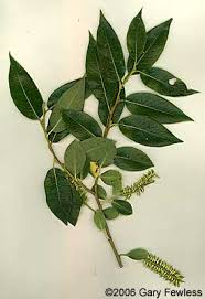 Attēlu rezultāti vaicājumam “Salix pentandra flower”