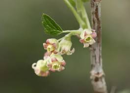 Attēlu rezultāti vaicājumam “Ribes nigrum flower”