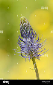 Attēlu rezultāti vaicājumam “Phyteuma spicatum”